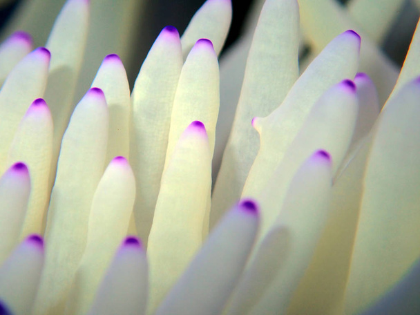 Fehér Sebae Anemone - (Heteractis crispa) - Fotó, kép