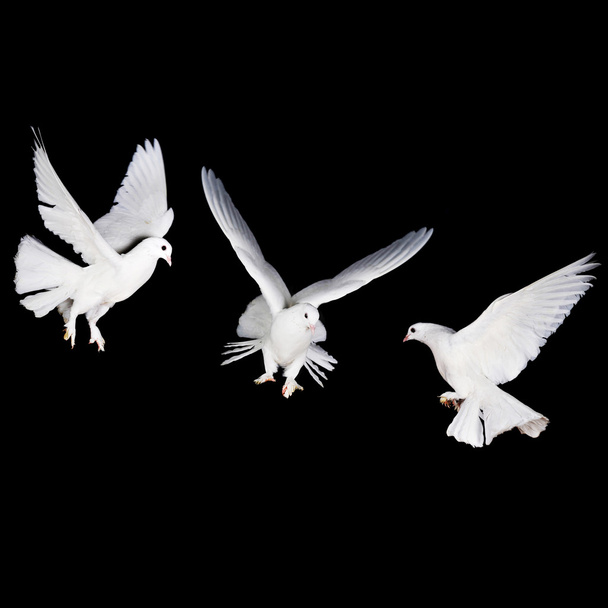 white pigeon and hand - Photo, Image