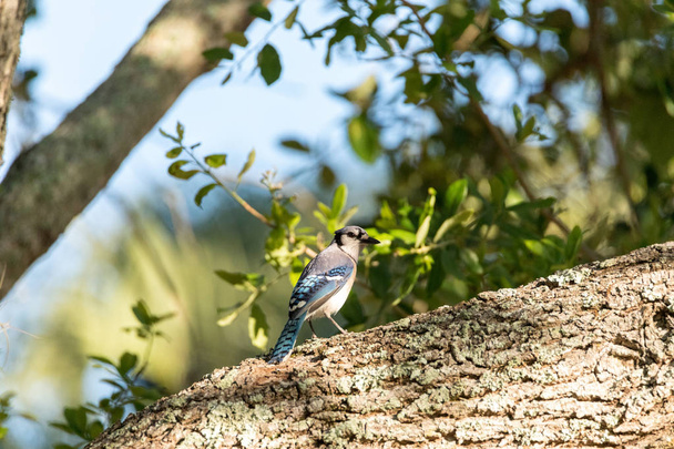Niebieski ptak Jay Cyanocitta cristata w drzewie - Zdjęcie, obraz