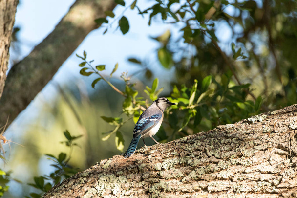 Sininen jay lintu Cyanocitta cristata kyydissä puussa
  - Valokuva, kuva