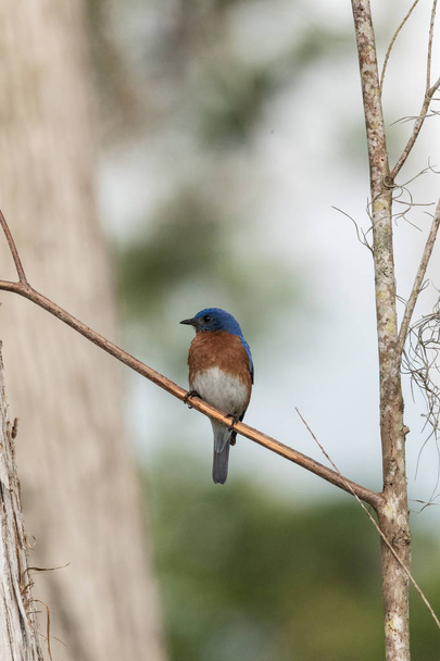 Uccello azzurro orientale Sialia sialis su un pino
 - Foto, immagini