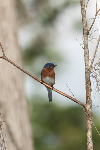 Pájaro azul oriental Sialia sialis en un pino
 - Foto, imagen