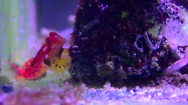 4K video of Ruby Red Dragonet fish - (Synchiropus sycorax) - Footage, Video