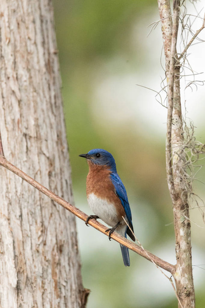 Pájaro azul oriental Sialia sialis en un pino
 - Foto, imagen