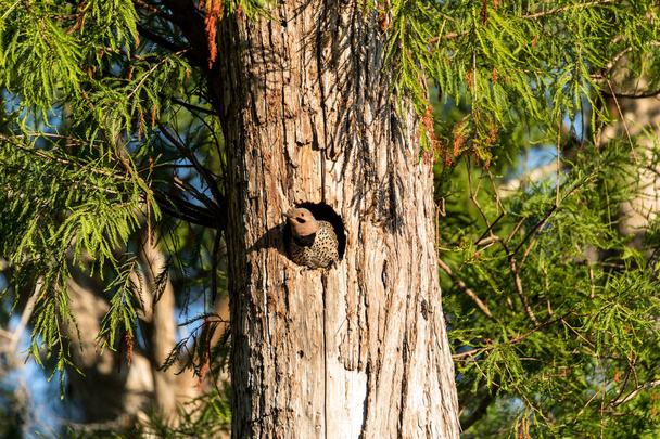 Noordelijke flikkering-Colaptes auratus bij de ingang van het nest - Foto, afbeelding