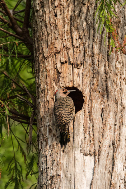 Northern flicker Colaptes auratus at the entrance of its nest - Photo, Image