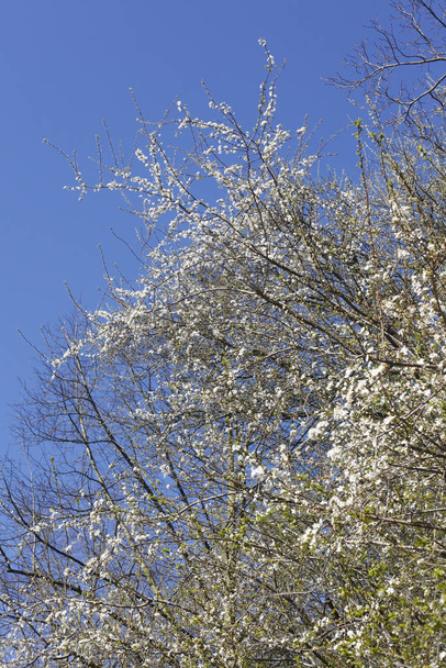 beautiful blossoming cherry tree at springtime - Photo, image