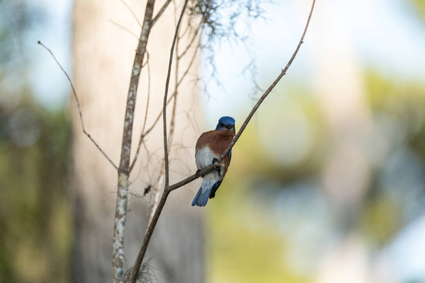 Uccello azzurro orientale Sialia sialis su un pino
 - Foto, immagini