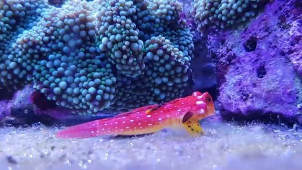 4K video of Ruby Red Dragonet fish - (Synchiropus sycorax) - Footage, Video