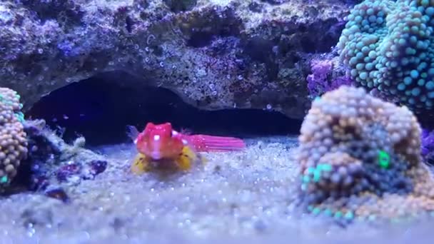 4K відео Ruby Red Dragonet риби-(Синхіропу sycorax) - Кадри, відео