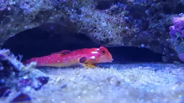 βίντεο 4K από κόκκινα ντράκα ψάρια-(συνχοιροπίδα Σύκοραξ) - Πλάνα, βίντεο