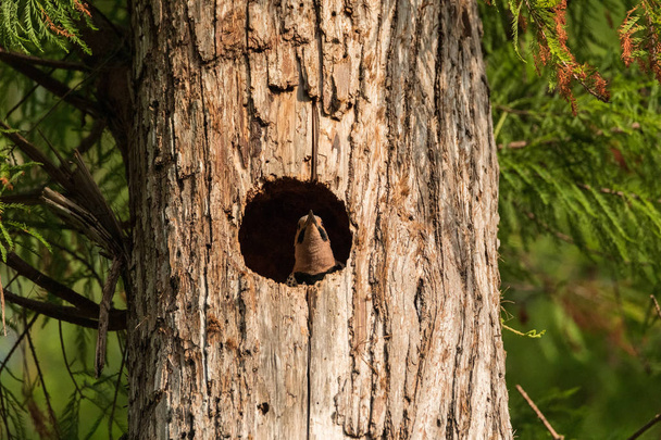 Północny migotanie Colaptes auratus przy wejściu do jego gniazda - Zdjęcie, obraz