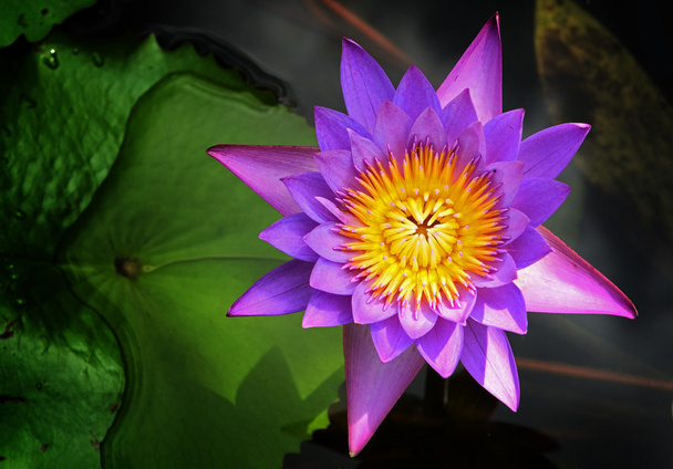 lotus μοβ άνθη ή λουλούδια Νούφαρο - Φωτογραφία, εικόνα