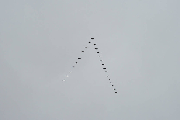 Triangular flock of birds in the sky (wild geese). - Foto, afbeelding