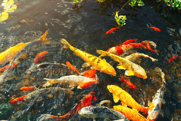 Πολύχρωμα φανταχτερά ψάρια, στα επιφανειακά νερά που κολυμπούν στον κήπο της λίμνης απολαμβάνουν τις ζωοτροφές που επιπλέουν - Φωτογραφία, εικόνα