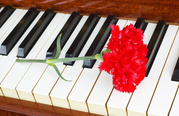 romantyczna koncepcja - Goździk na fortepian - Zdjęcie, obraz