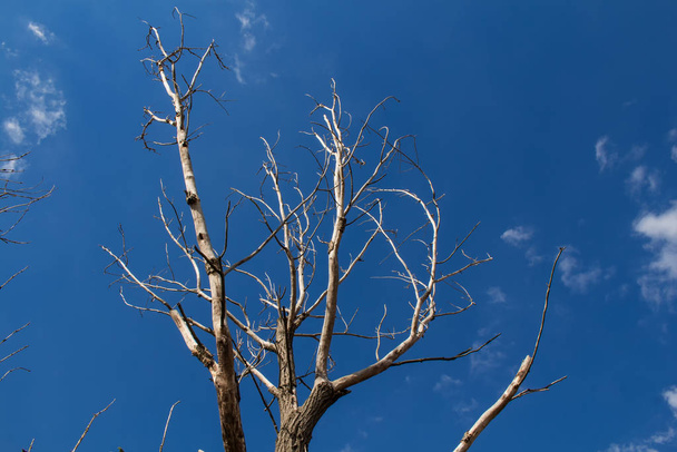 Dry tree. Sunshine in the branches. Blue sky with few small white clouds. - Photo, Image