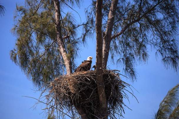 Bald eagle Haliaeetus leucocephalus eszik a eaglets, a n - Fotó, kép