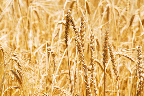 Close up of wheat on bright day - Foto, Bild