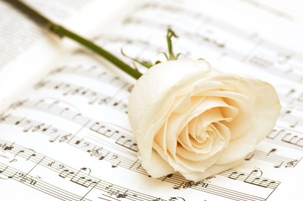 White rose on the musical notes page - Φωτογραφία, εικόνα
