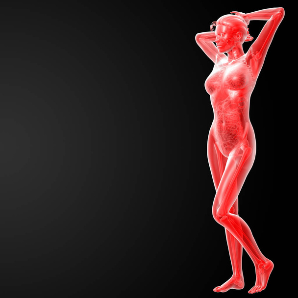3d rendered illustration of the female anatomy - side view - Photo, Image