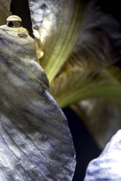 white iris flower whit water drops - Fotó, kép