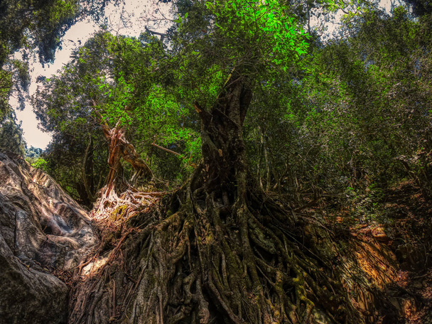 Αυτή η μοναδική φωτογραφία δείχνει τον άγριο καταρράκτη ζούγκλα και την εκπληκτική φύση που ονομάζεται επίσης καταρράκτης Palau Hua Hin στην Ταϊλάνδη - Φωτογραφία, εικόνα