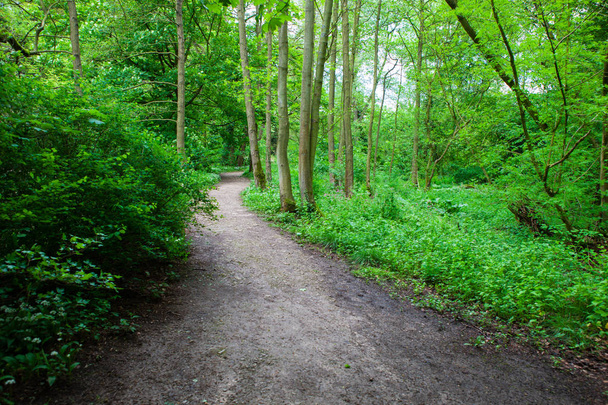Dirt walking track through forest, Ilam Park, Derbyshire, England - Фото, изображение