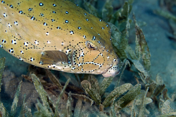 yellow boxfish in the Red Sea - Φωτογραφία, εικόνα