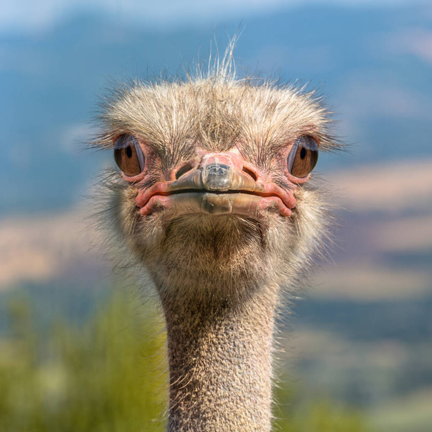 Голова страуса фронтального виду - Фото, зображення
