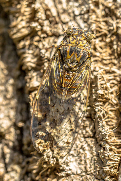 Ağustos Böceği kamuflajı - Fotoğraf, Görsel