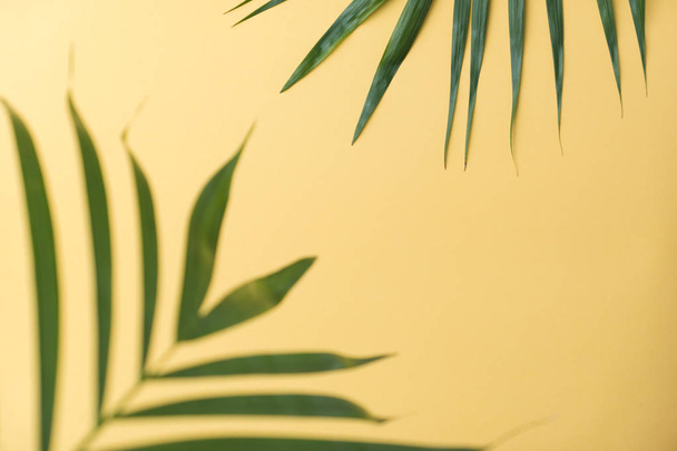 sluneční paprsky na listí na palmových stromech. letní prázdniny. minimální pozadí - Fotografie, Obrázek