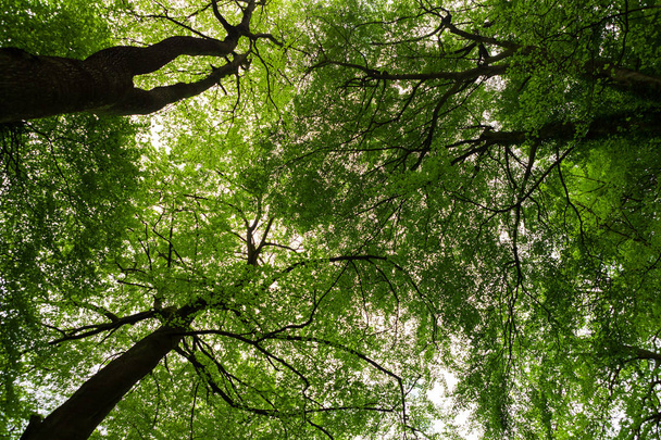 Ylöspäin näkymä puunrungoista ja lehdistä metsässä
 - Valokuva, kuva