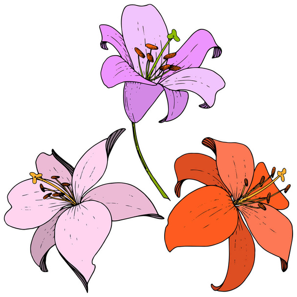 Vektör Lily botanik çiçek. Beyaz arka plan üzerinde oyulmuş mürekkep sanat. İzole lilyum illüstrasyon öğesi. - Vektör, Görsel