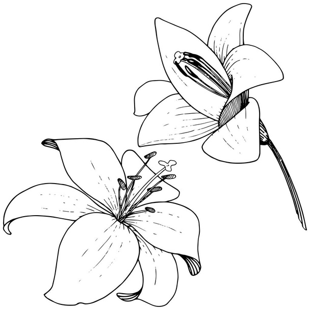 Vettore Giglio fiore botanico floreale. Incisione a inchiostro su sfondo bianco. Elemento isolante di illustrazione del lilium
. - Vettoriali, immagini