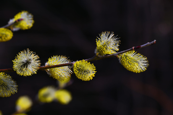 Easter bloom spring pussy willow - Photo, Image