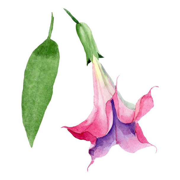 Roze Brugmansia florale botanische bloemen. Aquarel achtergrond set. Geïsoleerde Brugmansia illustratie element. - Foto, afbeelding