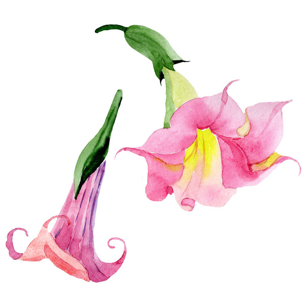 Pink brugmansia floral botanical flowers. Watercolor background set. Isolated brugmansia illustration element. - Fotoğraf, Görsel
