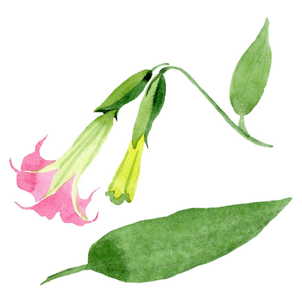 Pembe Brugmansia Floral botanik çiçekleri. Suluboya arka plan seti. İzole Brugmansia illüstrasyon eleman. - Fotoğraf, Görsel