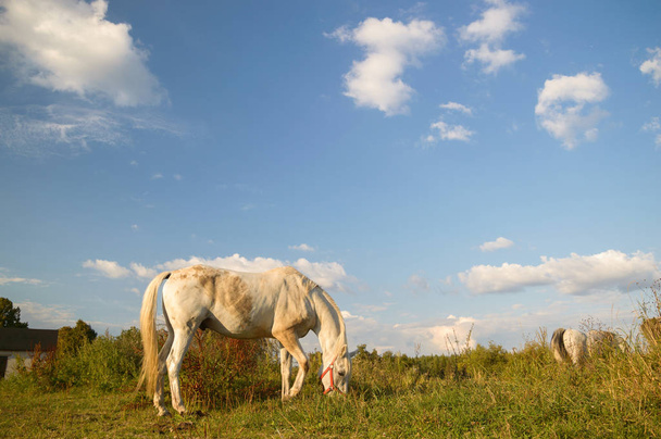 horse in a field, farm animals, nature series - Photo, Image