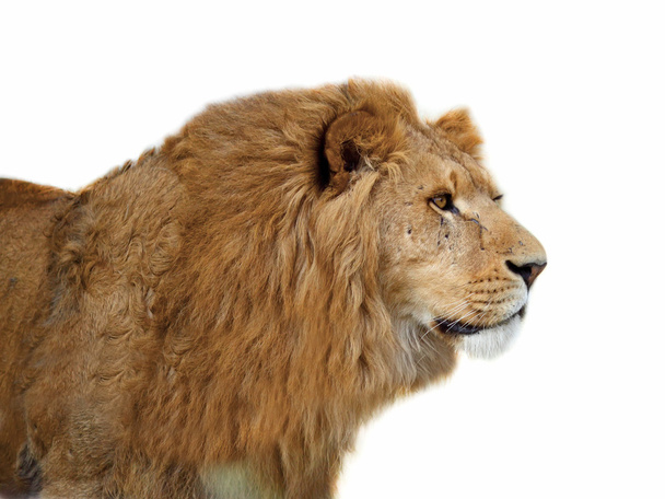 Lion - Photo, image