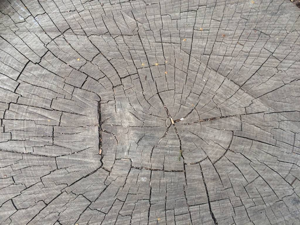 Wood grains in cut off tree trunk - Photo, Image