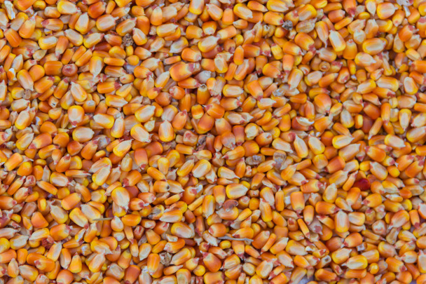 トウモロコシの穀物のテクスチャとテキストのための場所を持つ背景 - 写真・画像