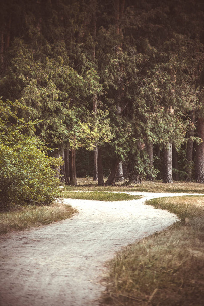 Kir yolu orman parkı ağaçları - Fotoğraf, Görsel