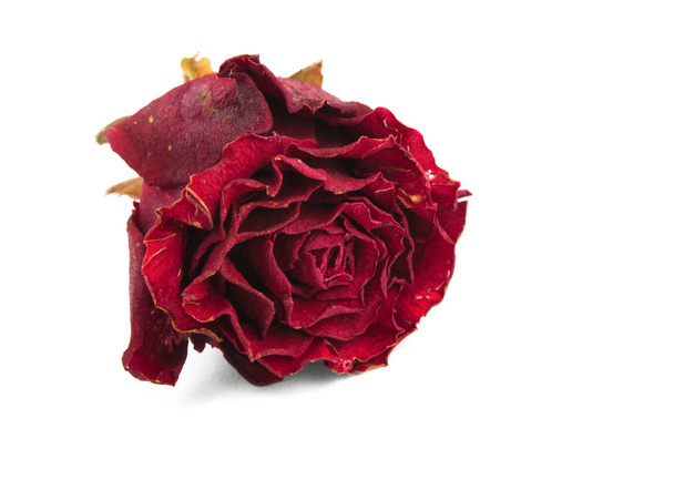 suszone czerwona róża  - Zdjęcie, obraz