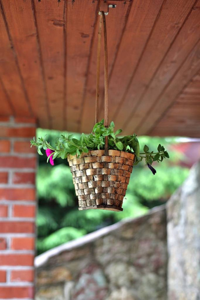 Flower in basketwork hanging above ground outside building - Foto, immagini
