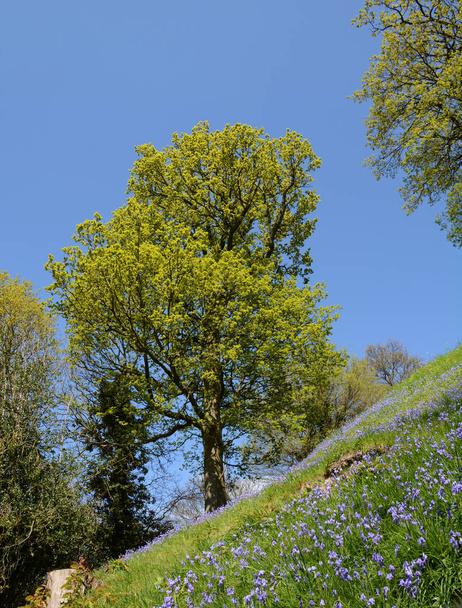 Bank of Spanish bluebells with trees coming into leaf against a blue sky - Foto, immagini