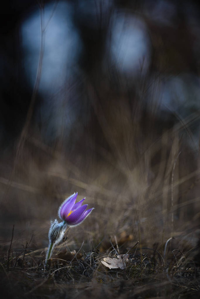 Pasque Blume, lila Frühling Wildblume - Foto, Bild