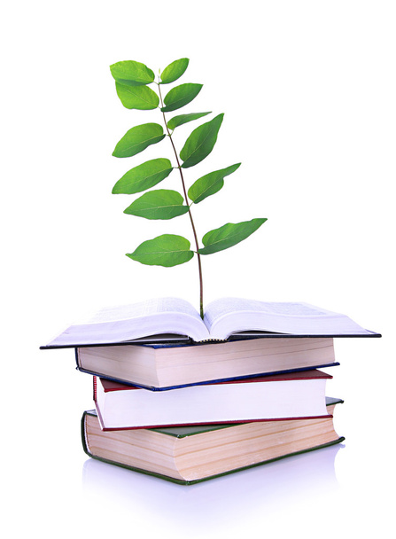 Books with plant isolated on white - Фото, зображення
