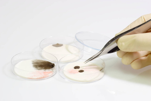 Petri dishes with syringe with sample - Foto, immagini